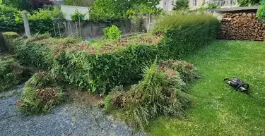 abattage d'arbre Montrevault-1