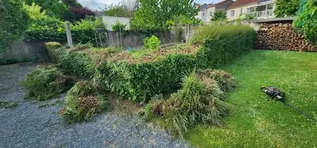 abattage d'arbre à Saint-Macaire-en-Mauges - image 2