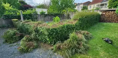 arboriste à Beaupréau - image 2