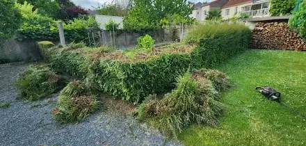 arboriste Chalonnes-sur-Loire-1